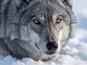 Gray Wolf Adaptations & Habitat