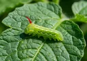 Facts and Pictures to Help You With Green Caterpillar Identification