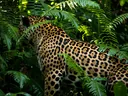 Jaguar Adaptations, How the Rainforest's Apex Predator Survives