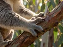 Koala Bear Adaptations, How Koalas Survive in the Wild