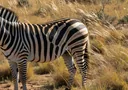 A Really Stunning List of 20 Animals That are Black and White