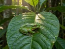 List of Animals that Use Protective Coloration