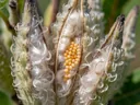 A Detailed Explanation of the Life Cycle of a Milkweed Bug