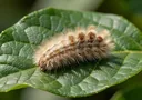 5 Poisonous Caterpillars You Didn't Know About