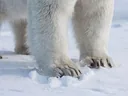 Polar Bear Adaptations, How They Survive the Arctic