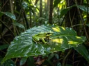 Spectacular Rainforest Animal Adaptations You Simply Gotta See