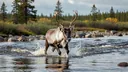 Reindeer Facts