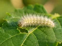 Important Stages in the Life Cycle of a Silkworm