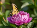 Mesmerizing Facts About the Tiger Swallowtail Butterfly