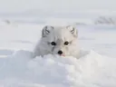 Tundra Animals: Arctic, Antarctic & Alpine Wildlife