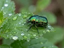 A List of Different Types of Beetles That'll Blow You Away