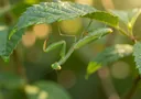 A List of Different Types of Flying Insects With Pictures