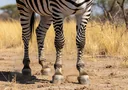 Zebra Adaptations & Facts: How Zebras Survive
