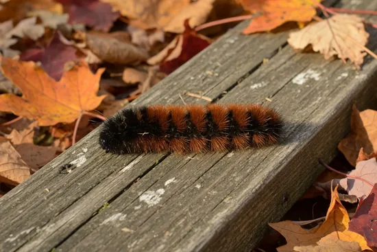 Banded woolly bear caterpillar black at both ends and rusty brown in the middle on weathered wood among autumn leaves
