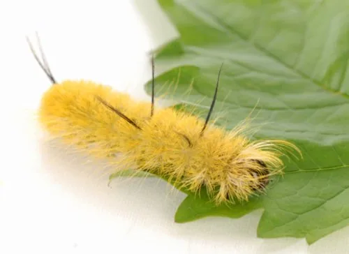 American dagger moth
