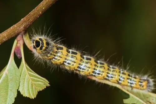 Buff tip moth