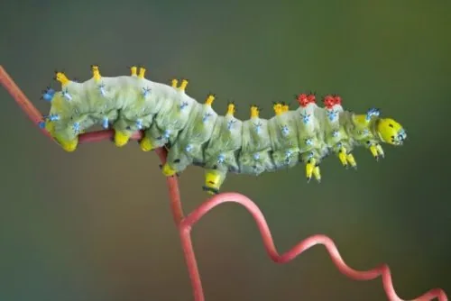 Cecropia moth