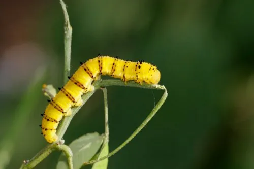 Cloudless sulphur caterpillar