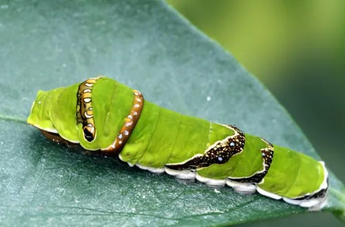Common mormon