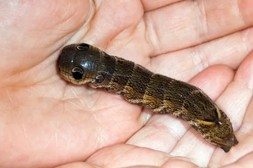 Elephant hawkmoth