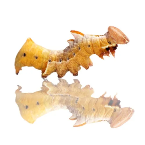 False unicorn caterpillar