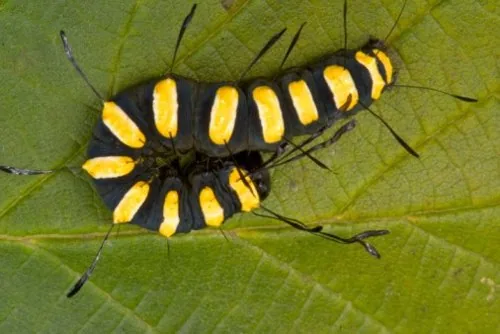 Funerary dagger moth