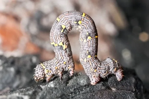Geometrid looper caterpillar