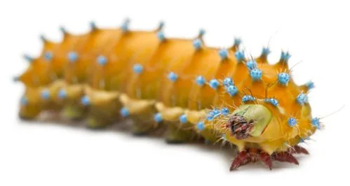 Giant peacock moth