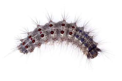 Gypsy moth