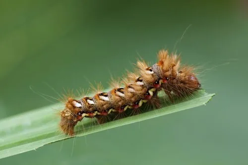 Light knotgrass moth