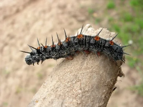 Mourning cloak