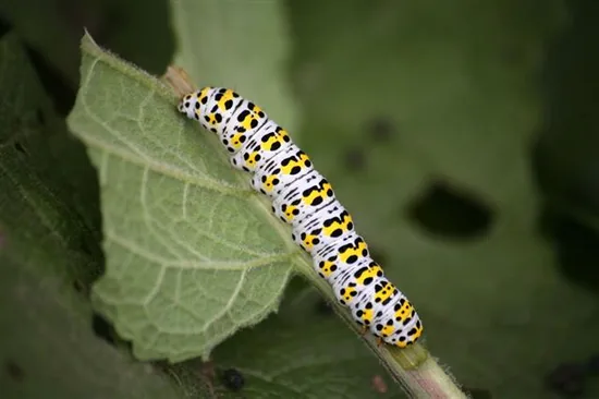 Mullein moth