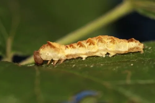 Peach blossom moth