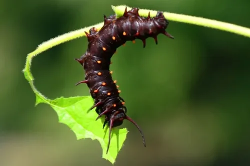 Pipevine swallowtail