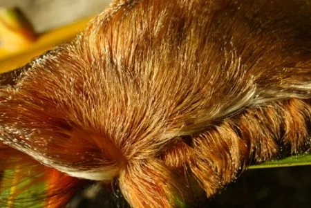 Puss caterpillar