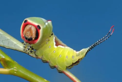 Puss moth