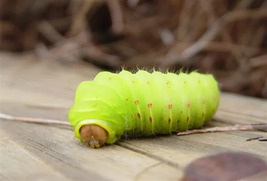 Luna Moth