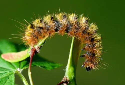Silverspotted tiger moth