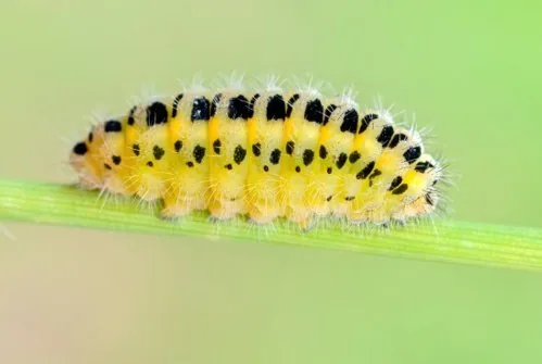 Six-spot burnet
