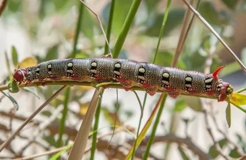 Spurge hawk-moth