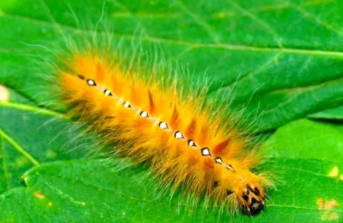 Sycamore moth