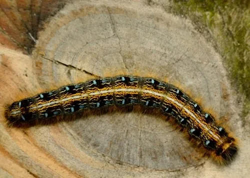 Eastern tent caterpillar
