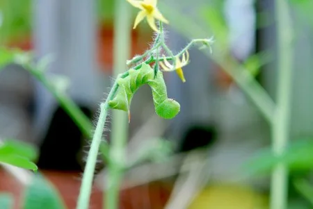 Hornworm Caterpillar