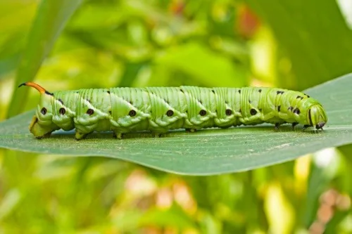 Tomato hornworm