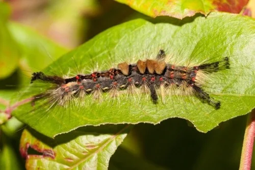 Rusty tussock moth