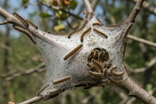 Western tent caterpillars crawling over their communal silk tent in the fork of a tree branch