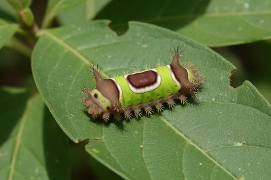 Green saddleback slug moth caterpillar with a brown saddle marking and stinging spines on a leaf