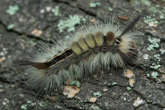 Fuzzy banded tussock moth caterpillar covered in tufts of hair with hair pencils at each end