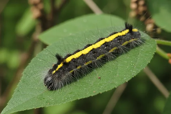 Gray dagger moth caterpillar with a dark velvety body and a bold yellow stripe down its back on a leaf