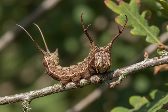 Bizarre brown lobster moth caterpillar rearing its front and back ends up on a twig